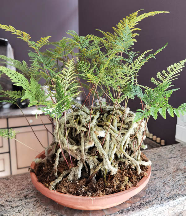Davallia fejeensis